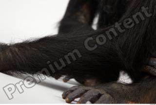 Chimpanzee - Pan troglodytes 0016